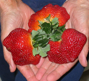 strawberry growing