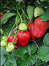 strawberry medley